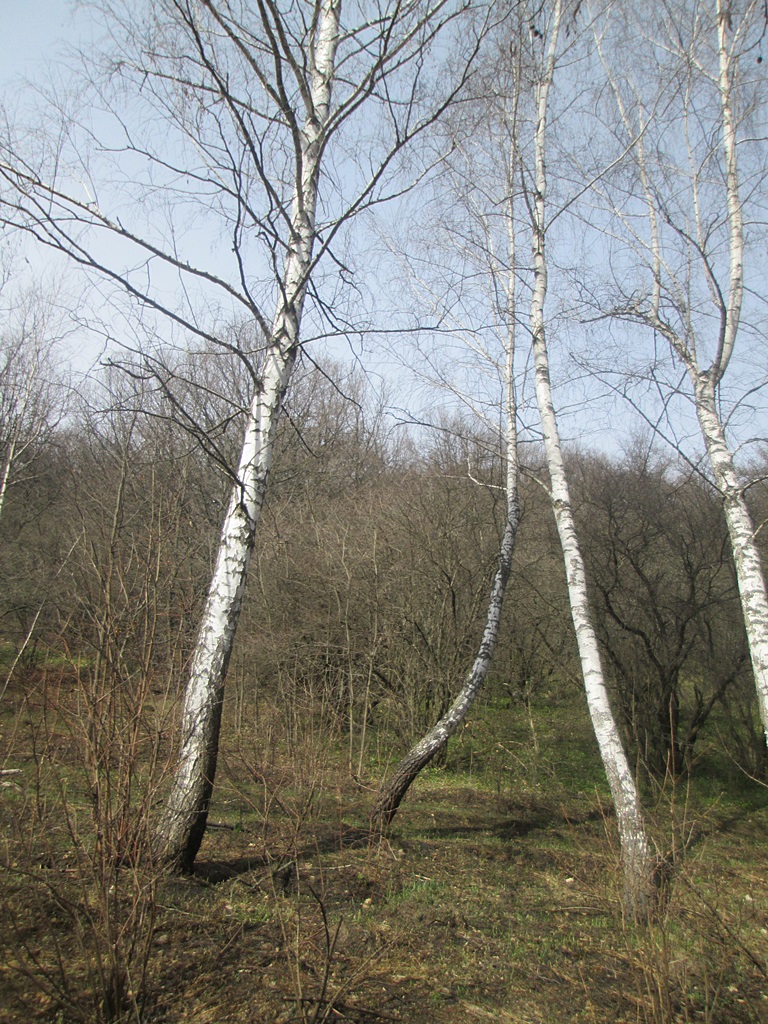 Photos of birch trees in spring (1)