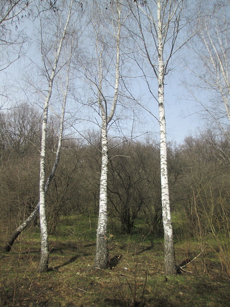 Photos of birch trees in spring (2)