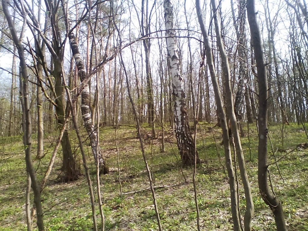 Photos of birch trees in spring 1 (3)