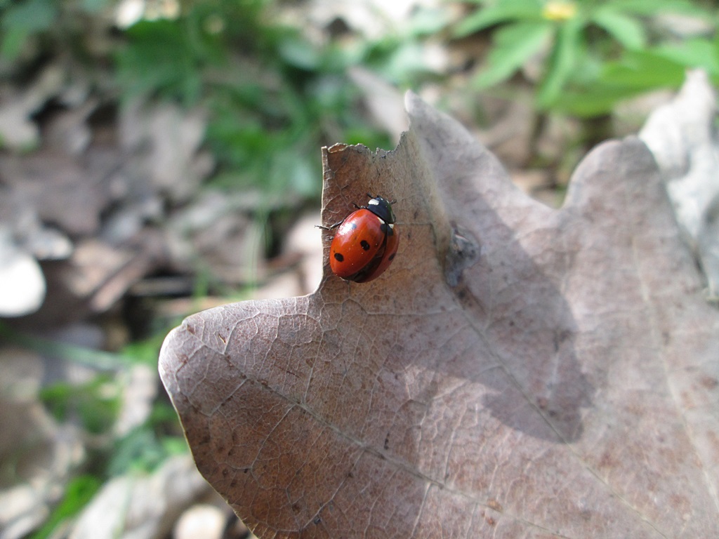 Ladybug - photos (2)
