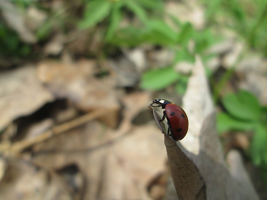 Ladybug - photos (3)