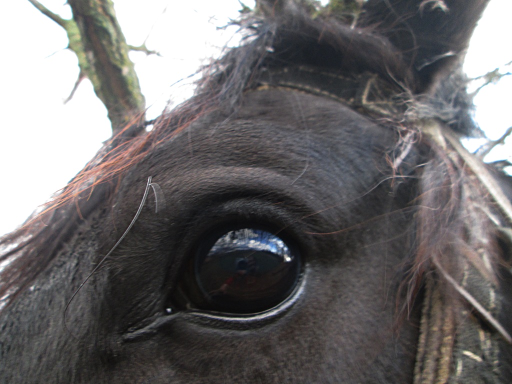 Eye of a horse - photo