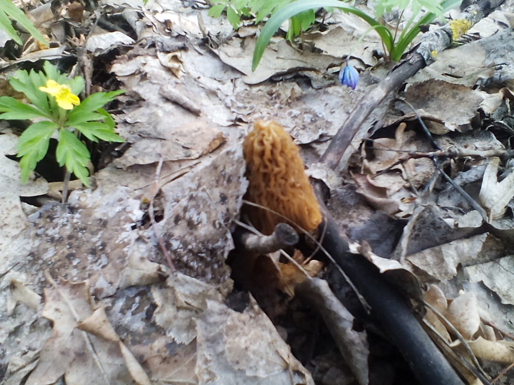 Early morel or wrinkled cap-thimble - photos(10)