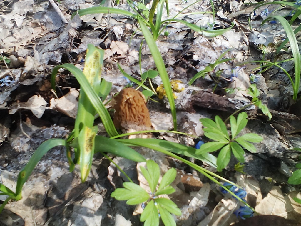 Early morel or wrinkled cap-thimble - photos (4)