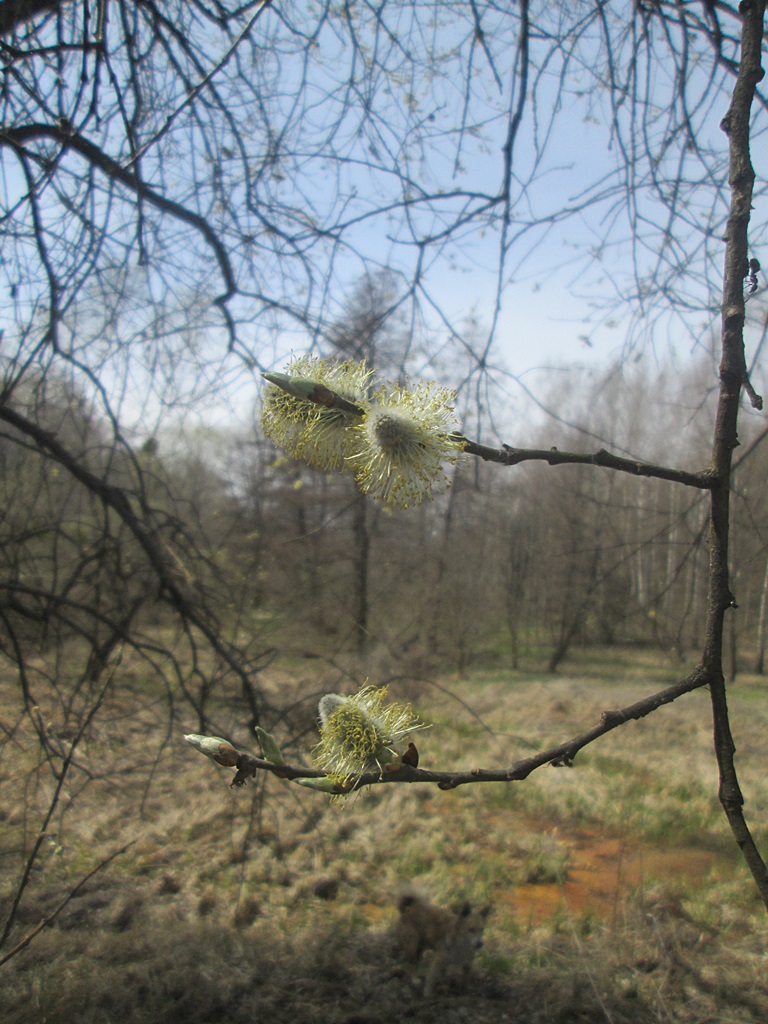 The flowers of pussy willow photos - how does willow blossom? Catkin photo 10