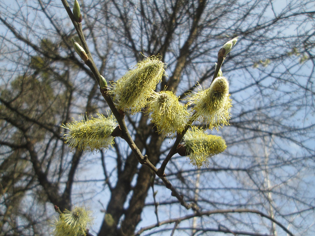 The flowers of pussy willow photos - how does willow blossom? Catkin photo 11