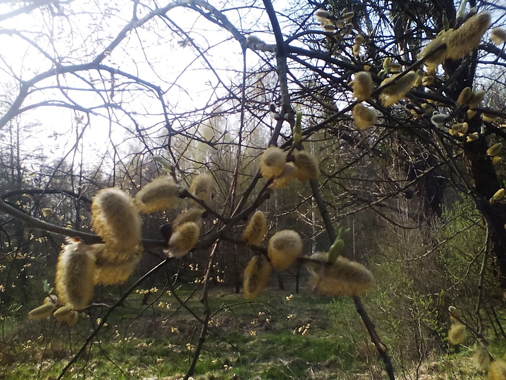 The flowers of pussy willow photos - how does willow blossom? Catkin photo 8