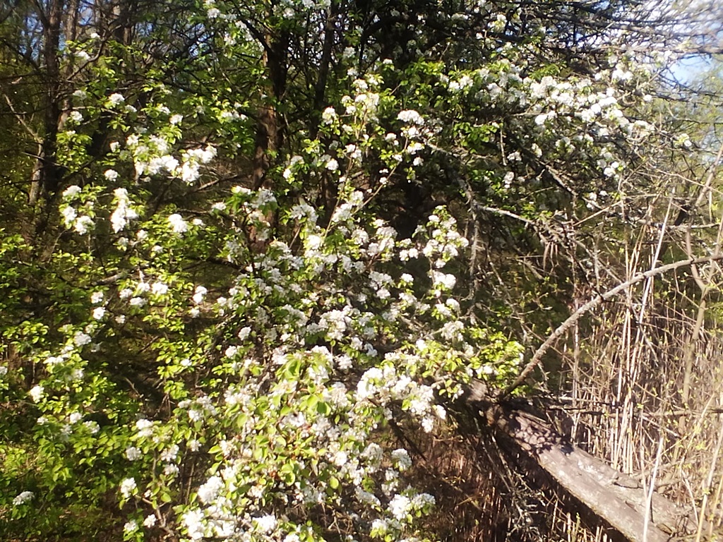 How a wild pear blooms in the forest - photos (1)