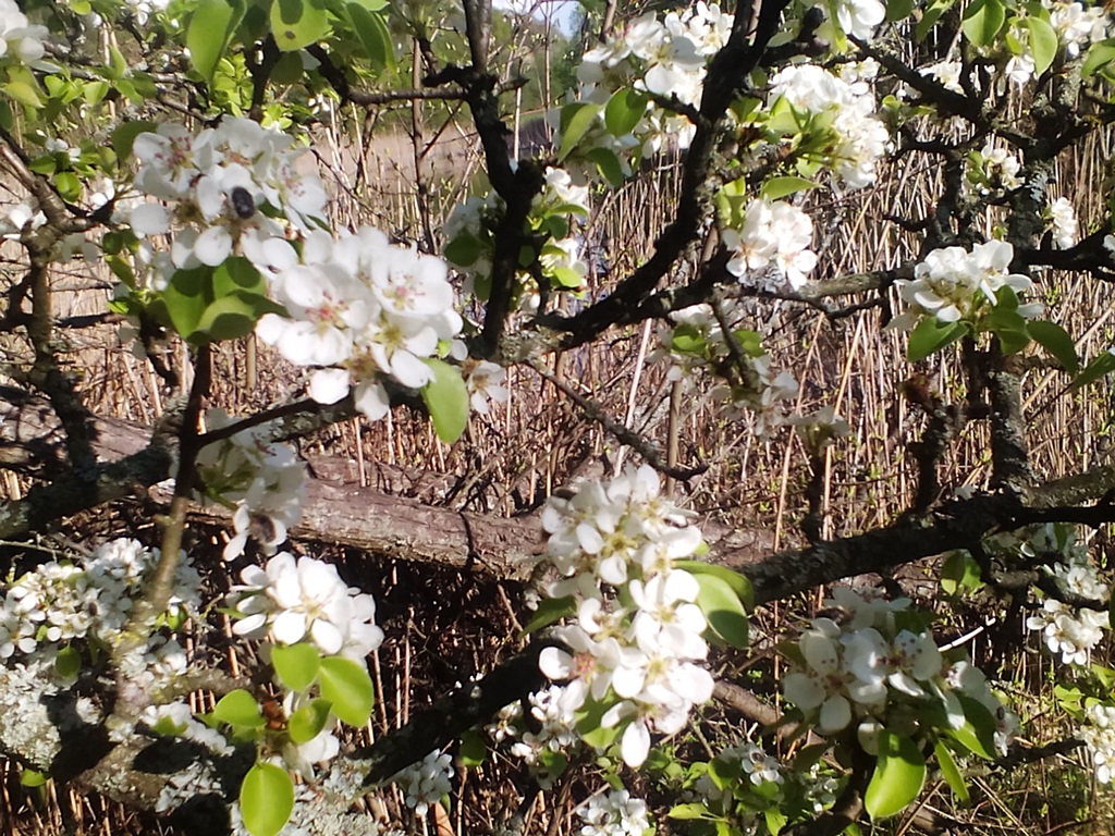 How a wild pear blooms in the forest - photos (2)