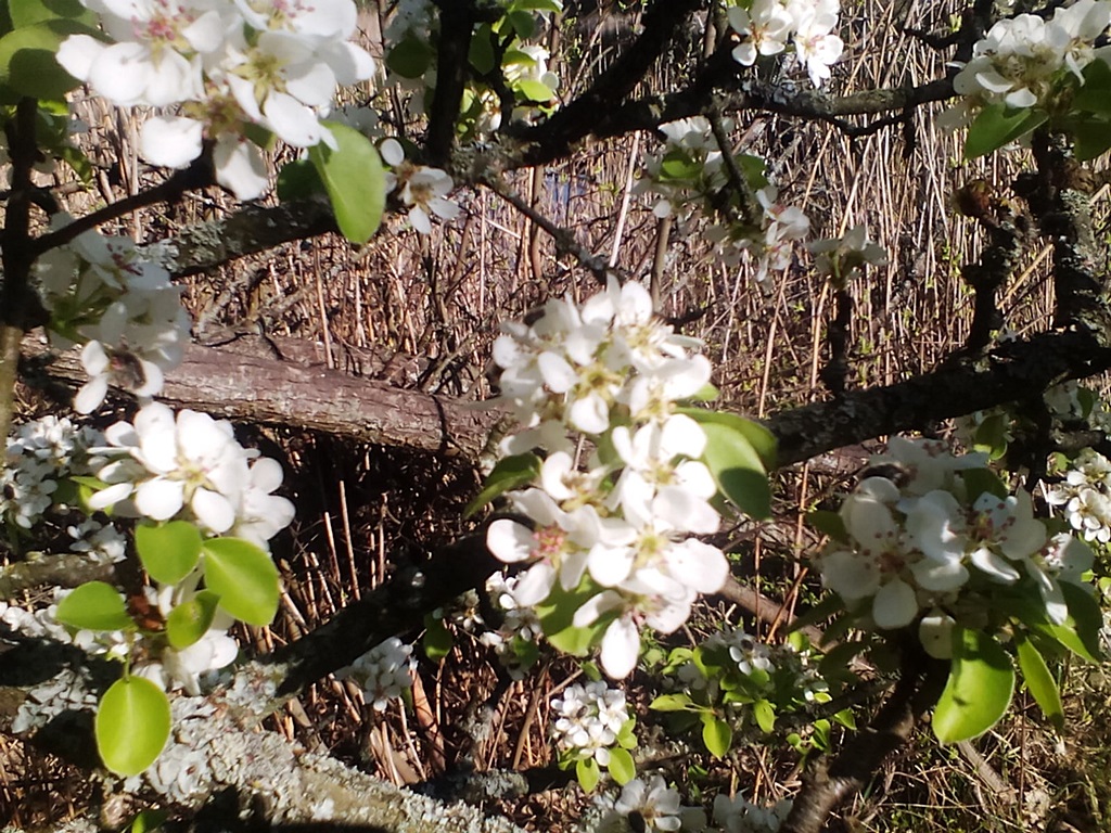How a wild pear blooms in the forest - photos (3)