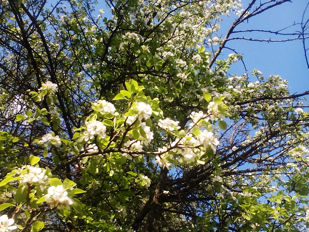 How a wild pear blooms in the forest - photos (5)