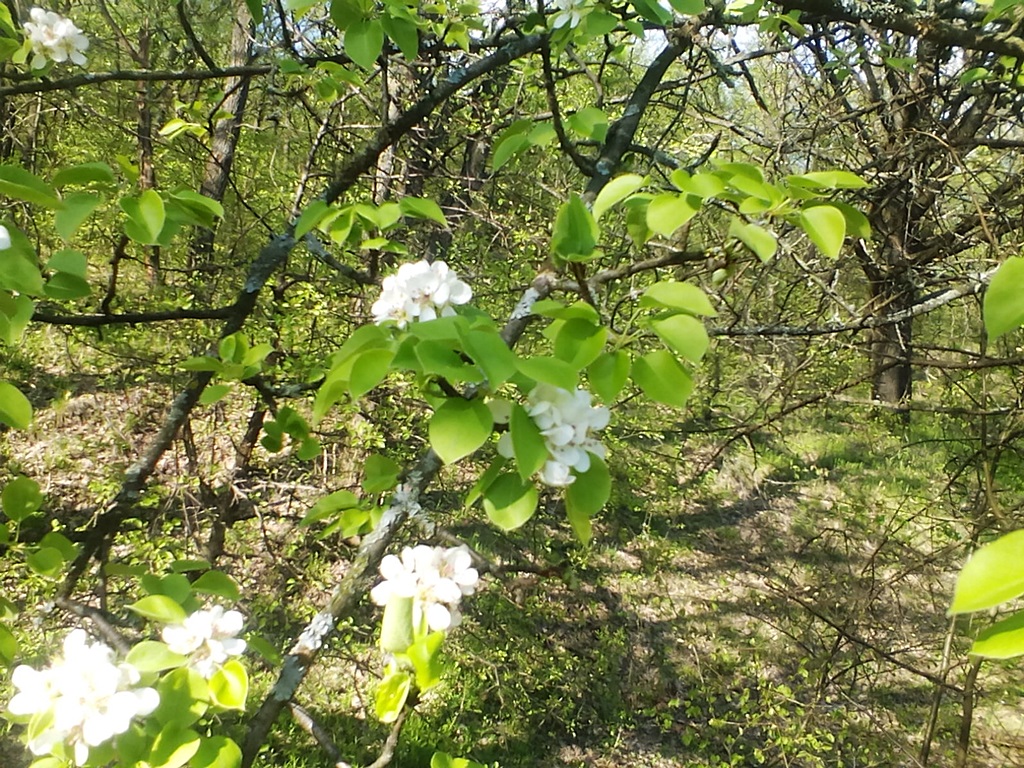 How a wild pear blooms in the forest - photos (6)