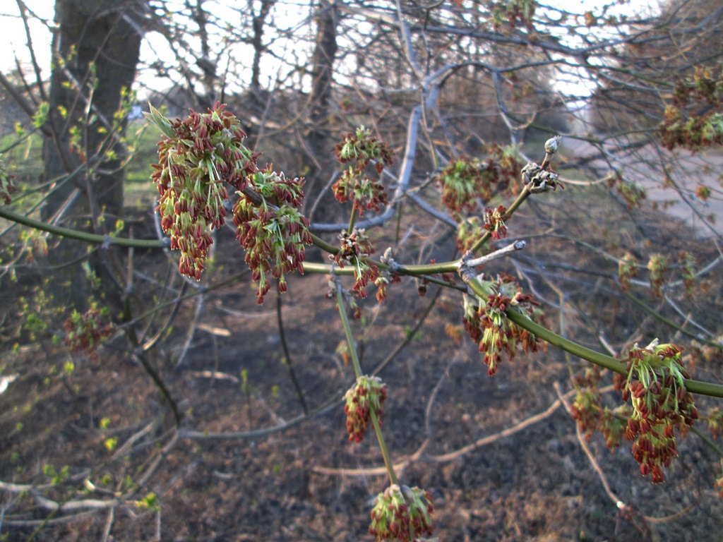 How maple blooms - photo
