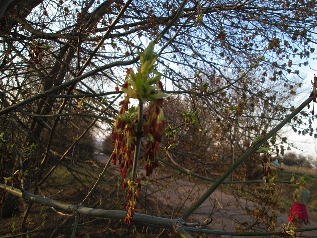 How maple blooms - photo