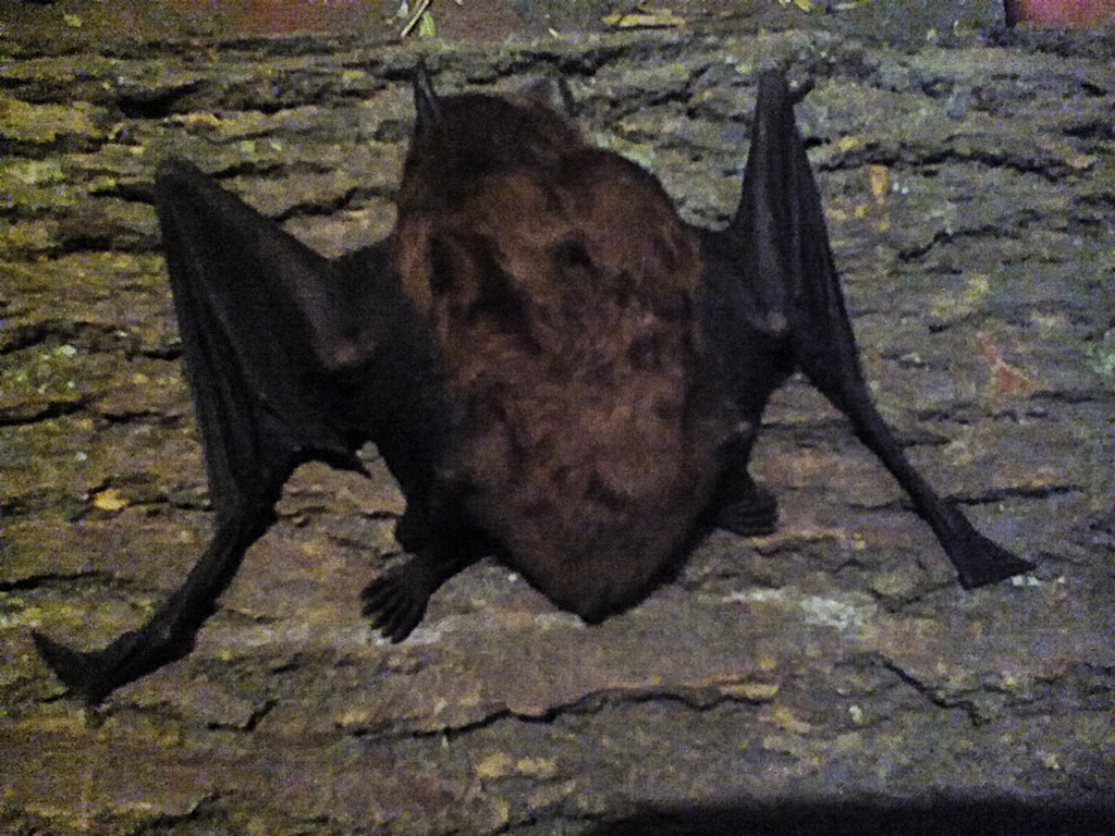 Bat photos (11)