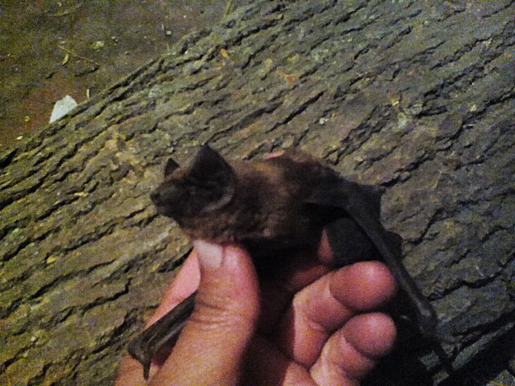 Bat photos (15)