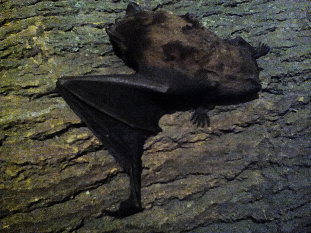 Bat photos (18)