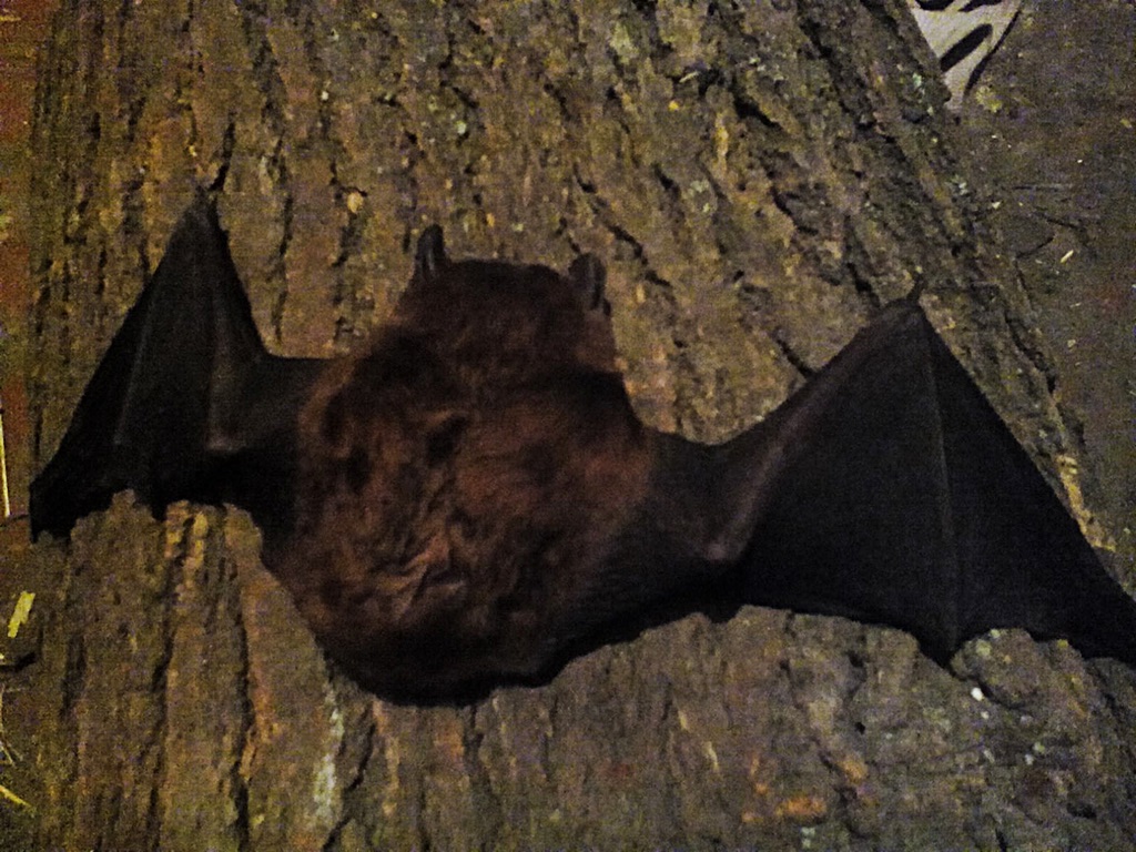 Bat photos (3)