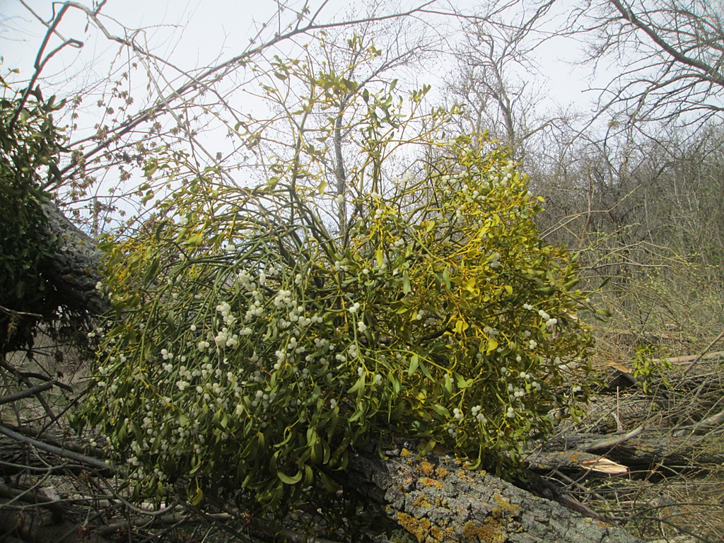 Mistletoe photos 1 (2)