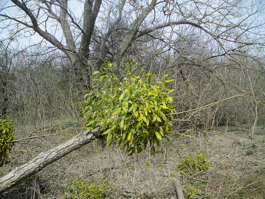 Mistletoe photos 1 (3)