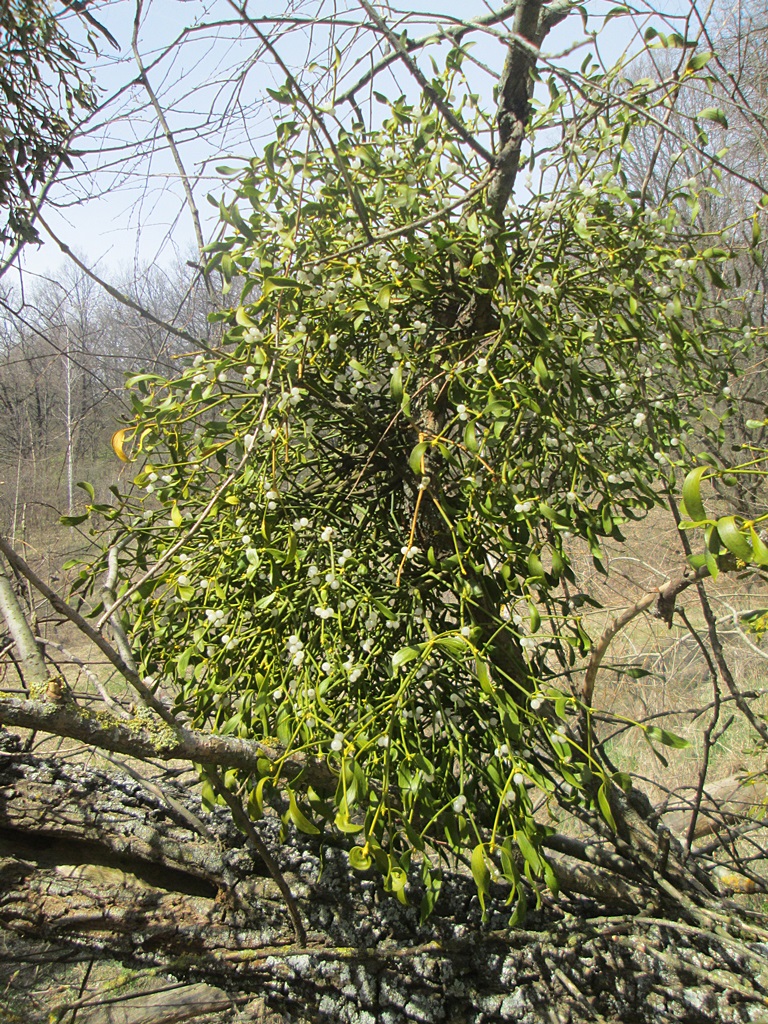 Mistletoe photos (1)