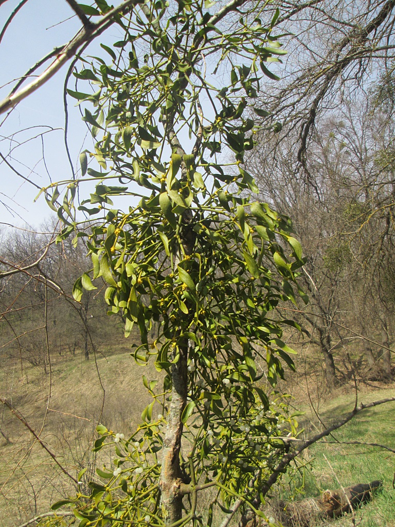 Mistletoe photos (10)