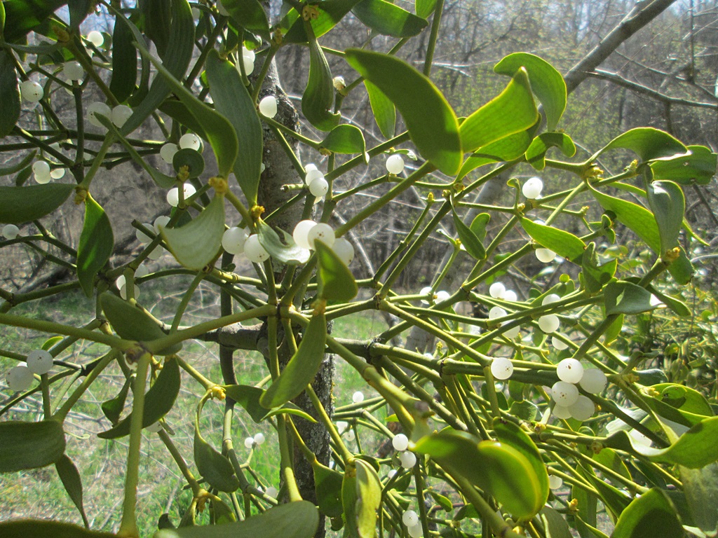 Mistletoe photos (5)