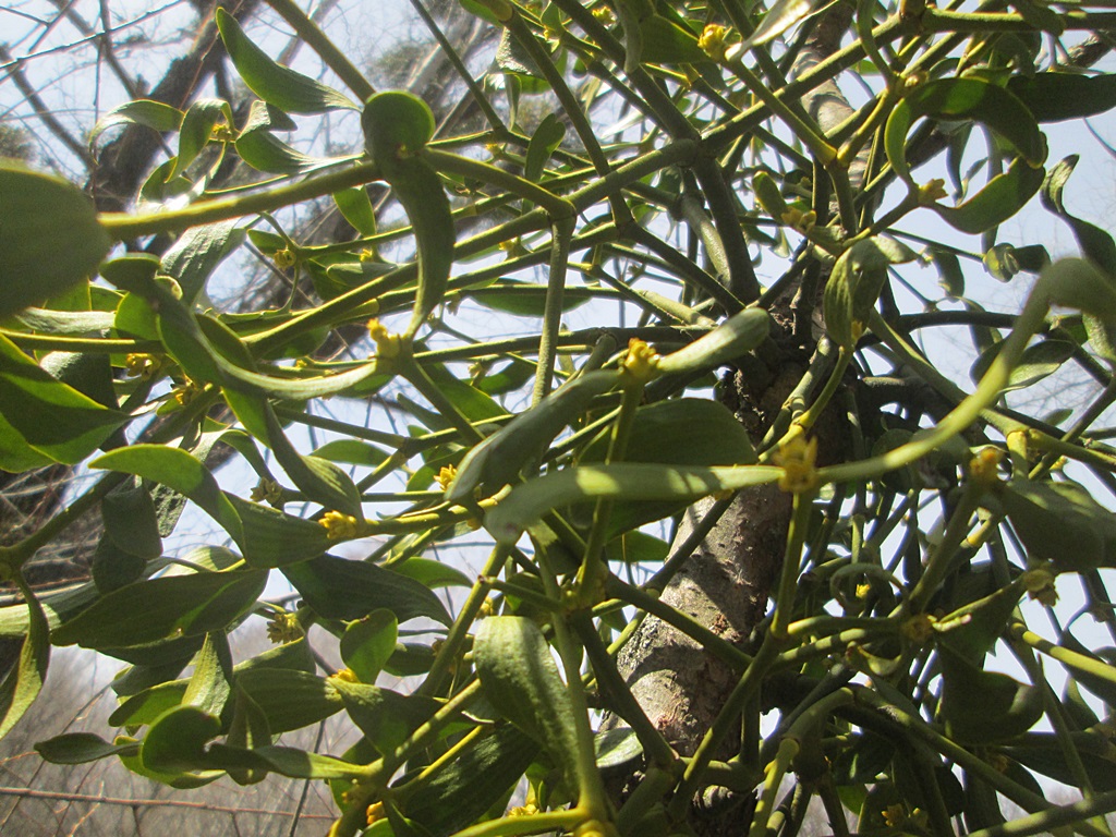 Mistletoe photos (7)