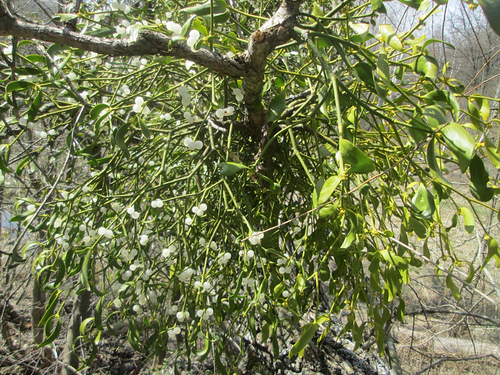 Mistletoe photos (9)