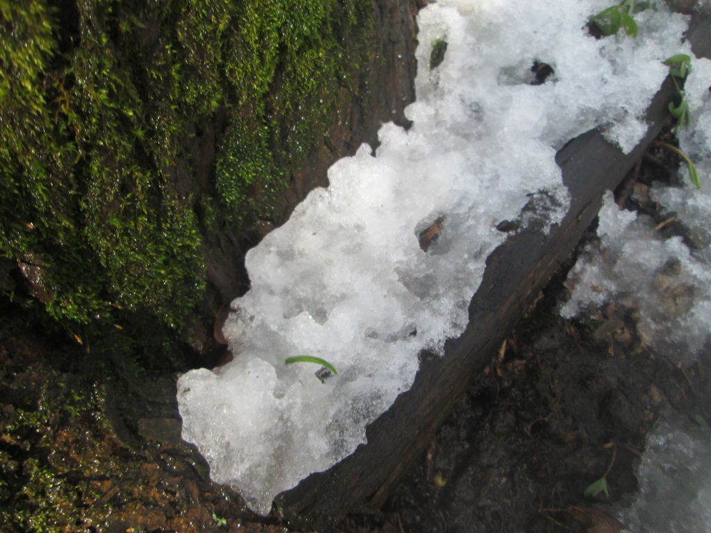 снег весной фото (1)