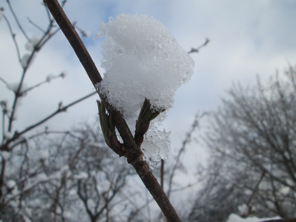 снег весной фото (10)