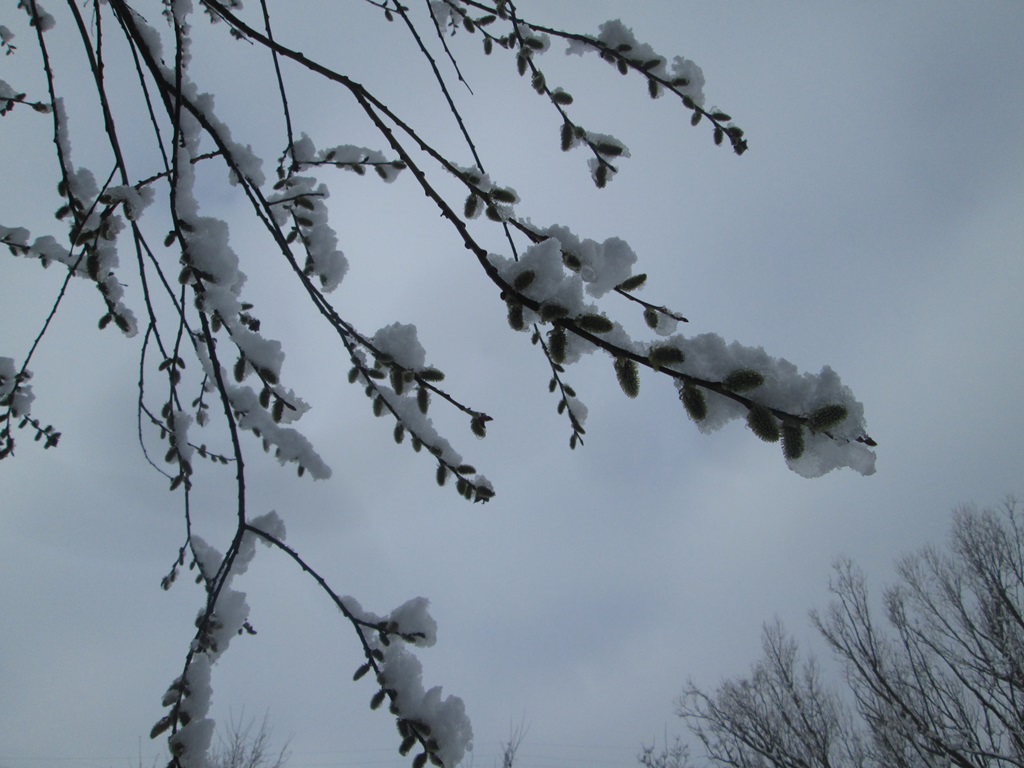 снег весной фото (30)