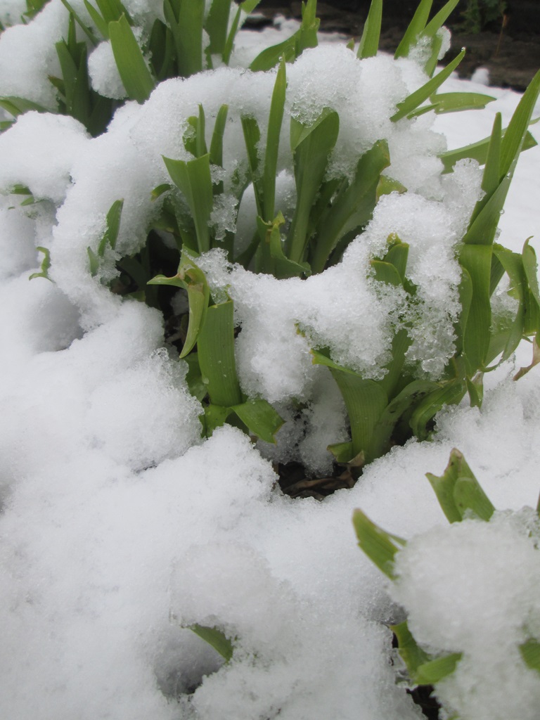снег весной фото (57)
