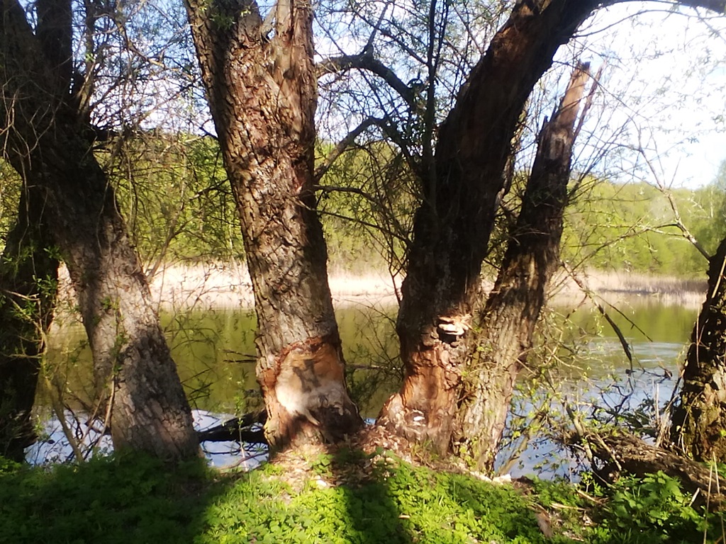 Trace of beaver teeth on a tree - photos (1)