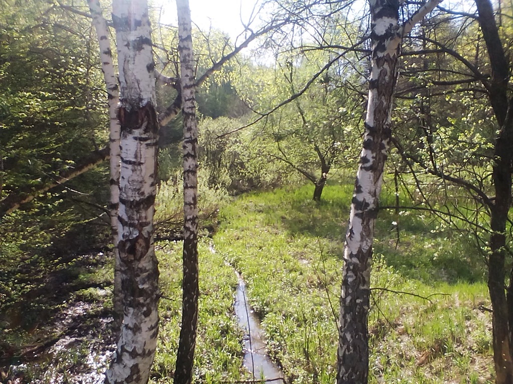 Photos of birch trees in spring