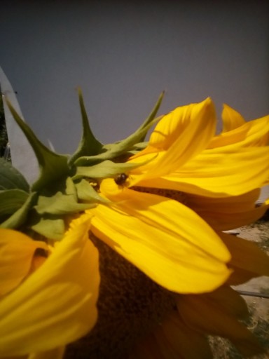 Sunflowers photos 