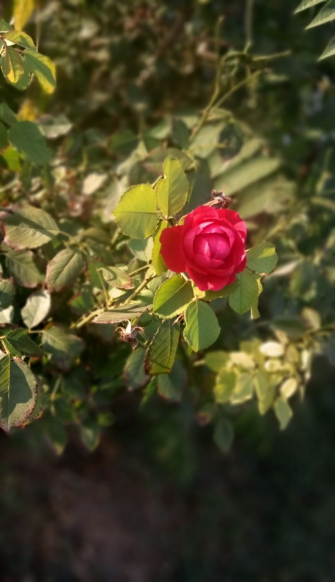 Red roses photo 