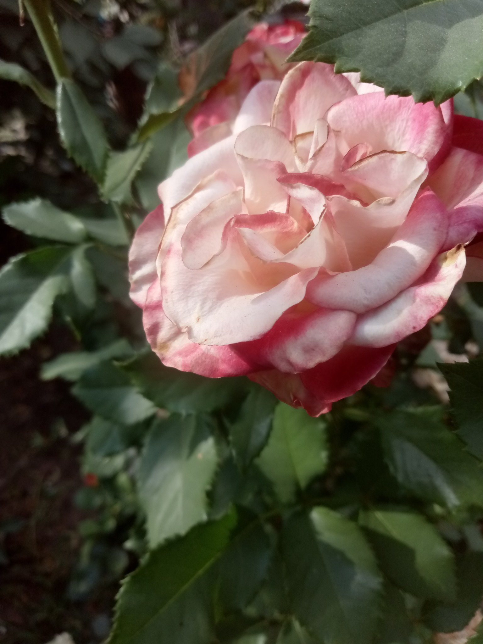 Photo of beautiful roses