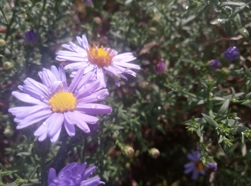 Purple flowers photo 