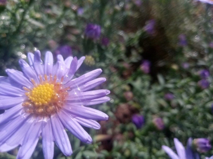 Purple flowers photo 