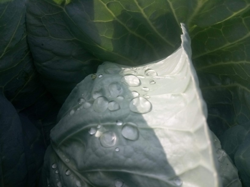 Green leaves cabbage photo 