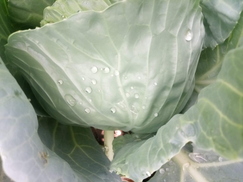 Green leaves cabbage photo 