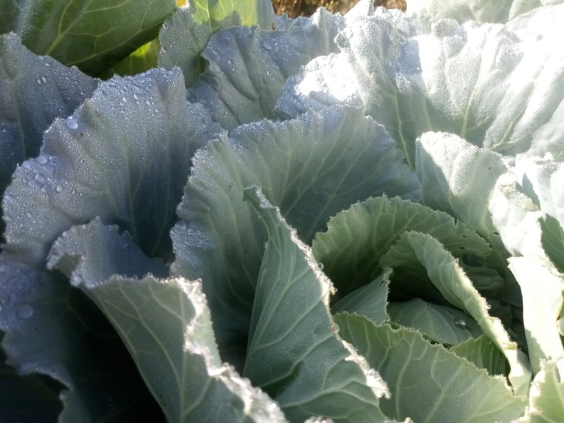 Green leaves cabbage photo