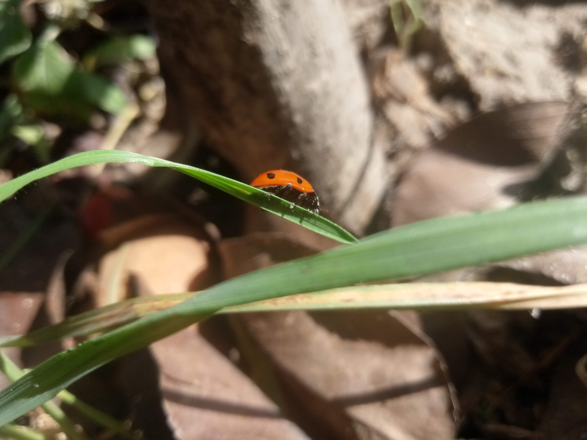 Ladybug on green grass 