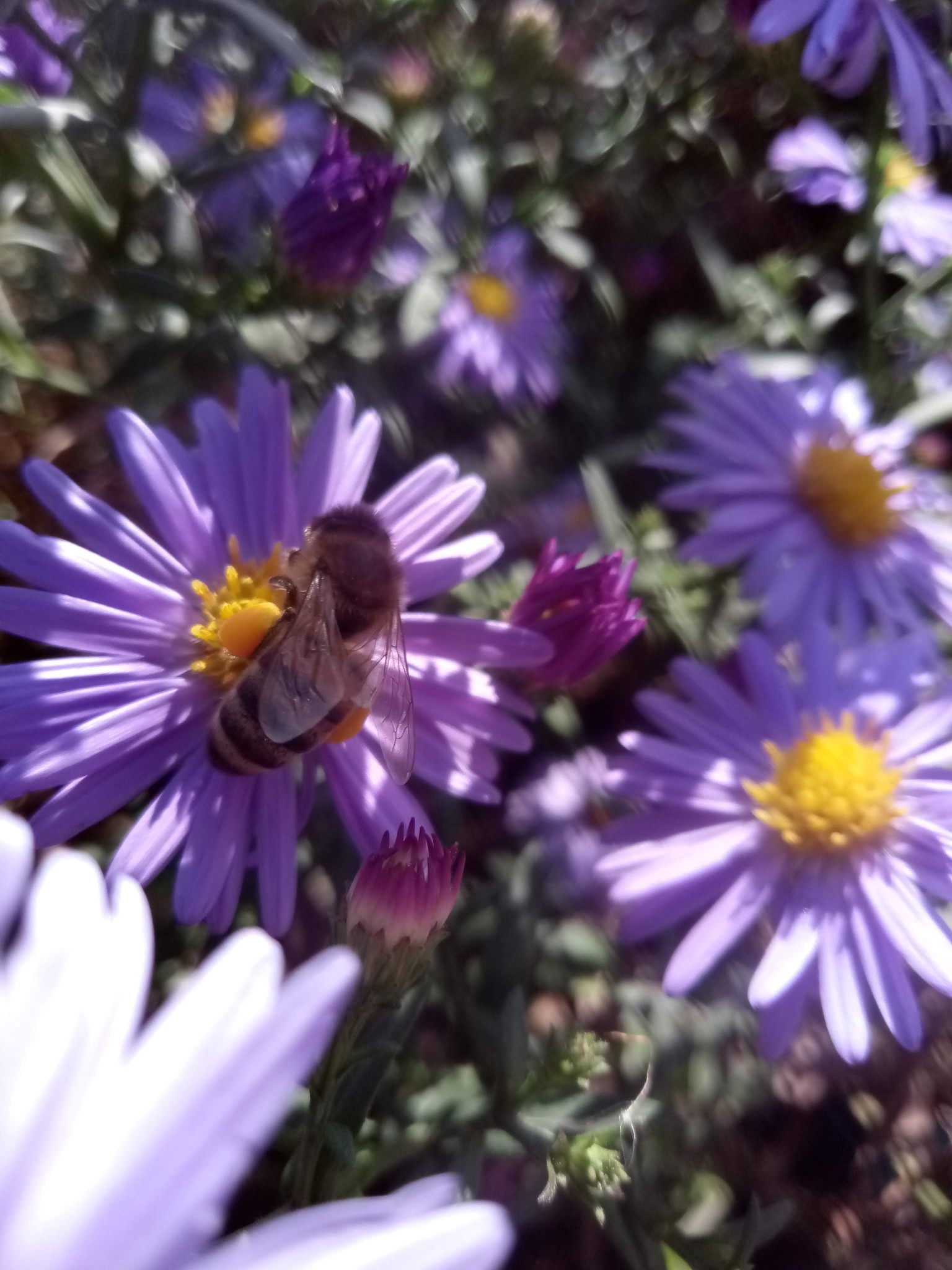Bee on flowers photo 