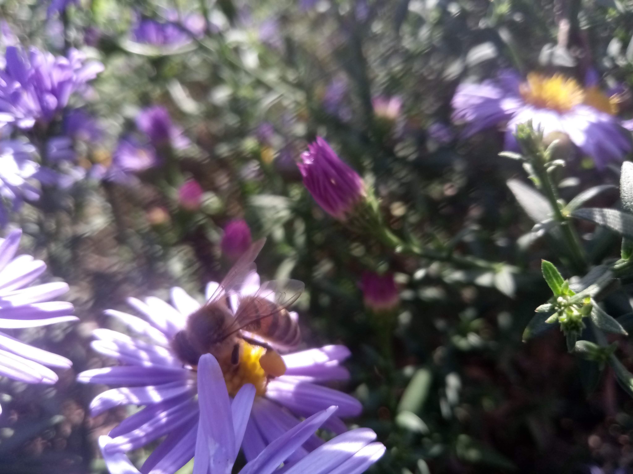 Bee on flowers photo 