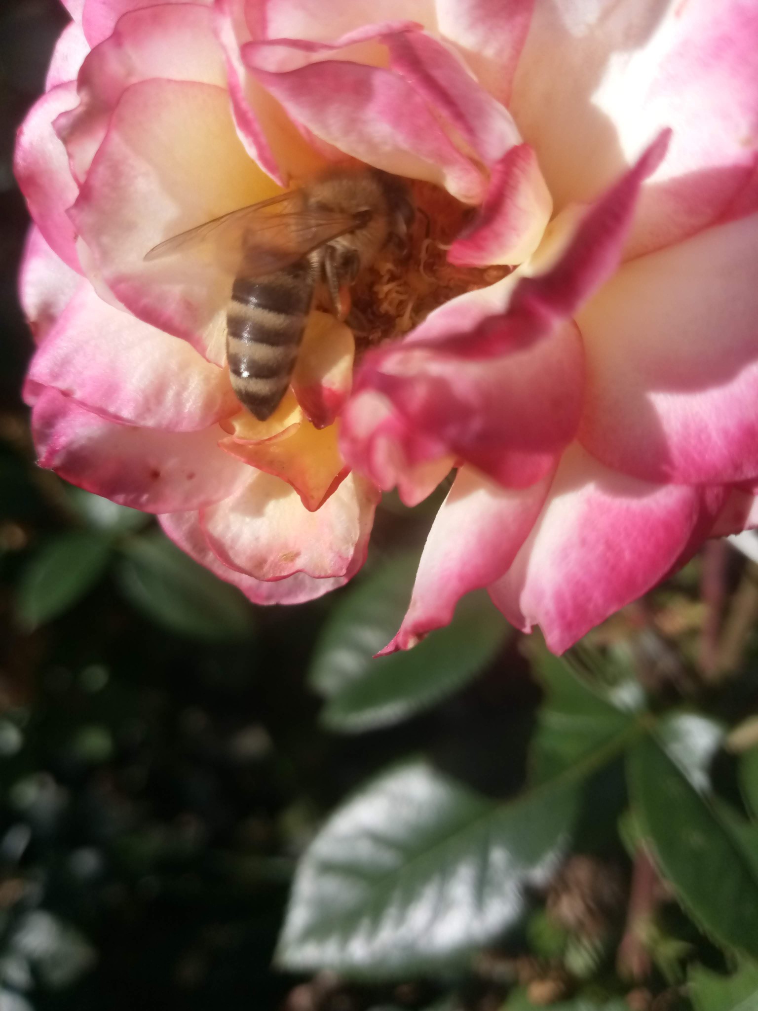 Bee on a rose photo 
