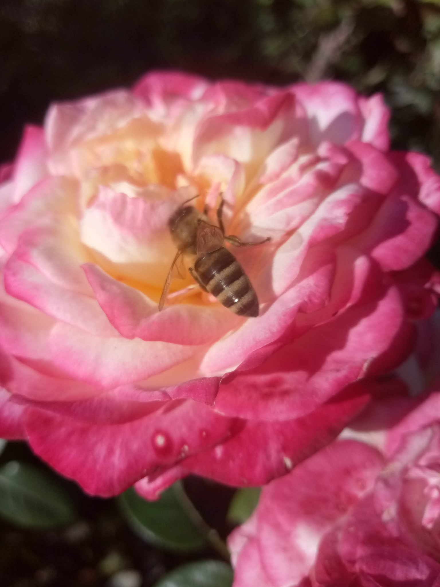 Bee on a rose photo 