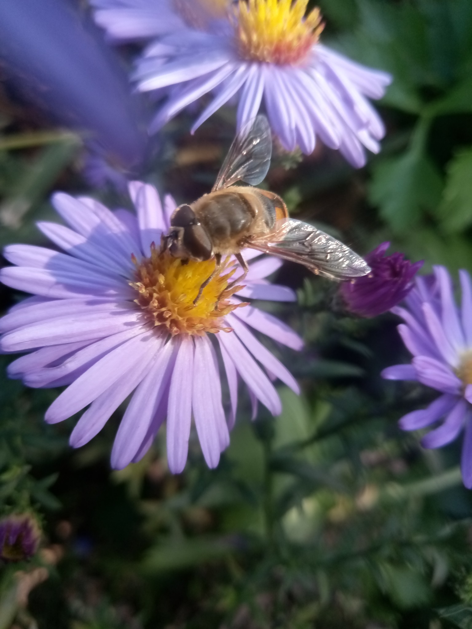 Bee on flowers photo