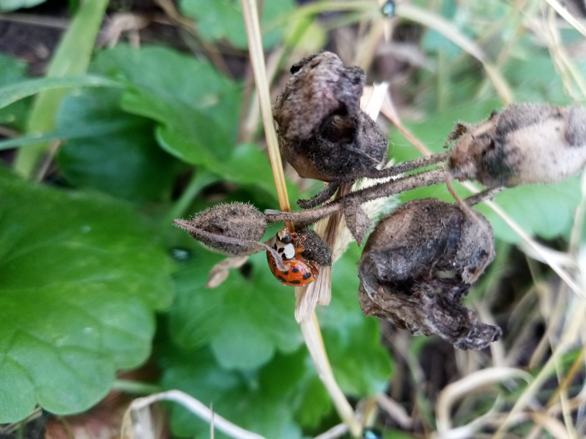 Ladybug on green grass photo 